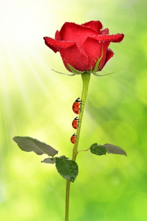 Dewy Rose with ladybugs on green の写真素材