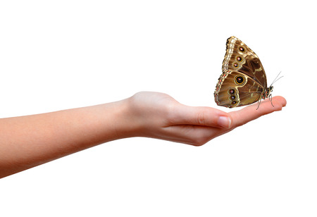 Butterfly Morpho sitting on the hand の写真素材