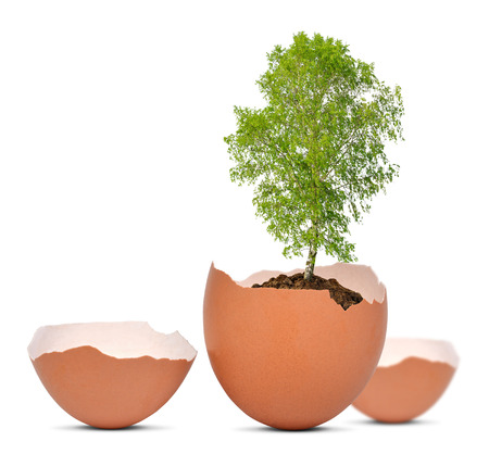 Tree growing out of the egg isolated on white New life concept  