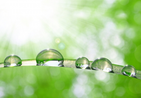 Fresh grass with dew drops close upの写真素材