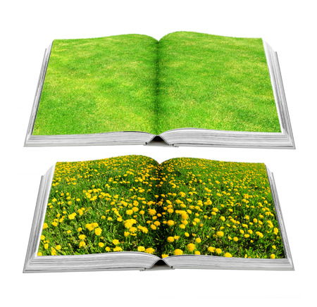 Grass and dandelion on bookの写真素材