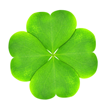 Green clover leaf isolated on white background の写真素材