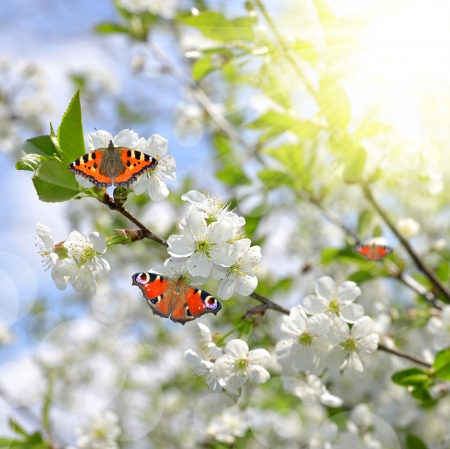 Spring blossoms tree with butterfliesの写真素材