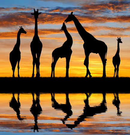 herd of giraffes in the sunset の写真素材
