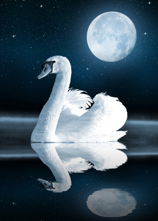 Swan on the lake in the night sky の写真素材