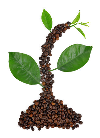 Plant from coffee grains and leavesの写真素材