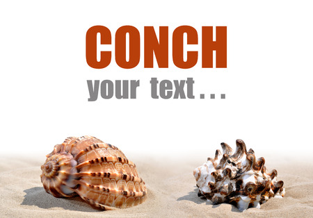 Conch shells on the sand isolated