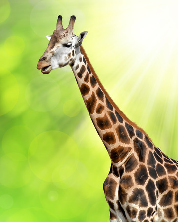 giraffeの写真素材