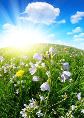 Spring meadow with sunny sky - fisheye shotの写真素材