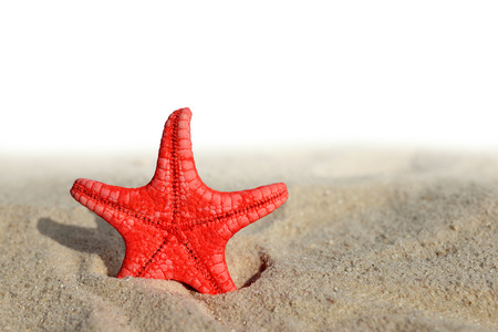 starfish in the sand on white backgroundの写真素材