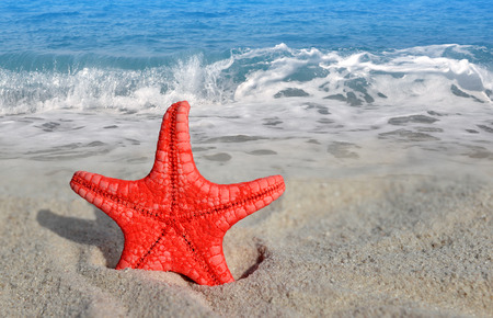starfish on beach の写真素材