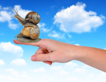 Garden snails on handの写真素材