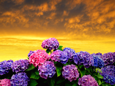 hydrangea in the sunset の写真素材