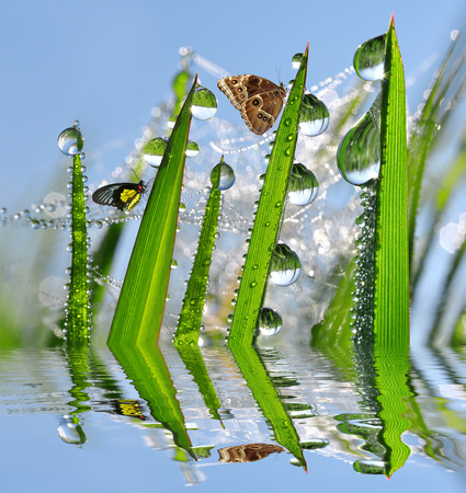 Water drops on green grass and butterfly Morphoの写真素材