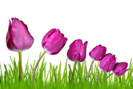 purple tulips with dewy green grass isolated on white backgroundの写真素材