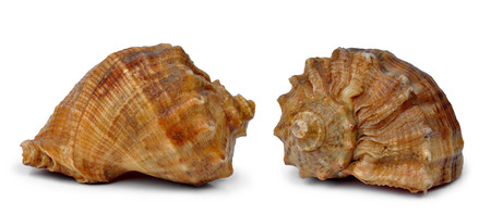 Sea shells isolated on white background