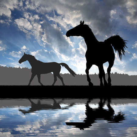 Horse under sunsetの写真素材