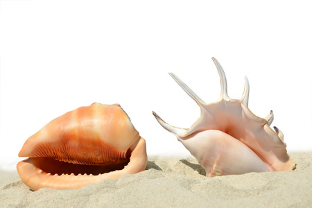 Shells on the sand isolated on white background