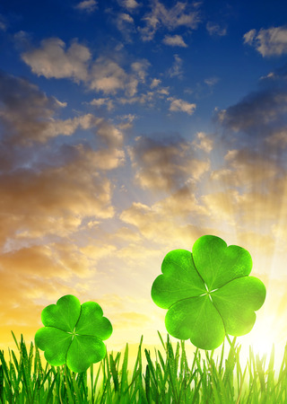 Fresh dewy green grass with clover leaf at sunsetの写真素材