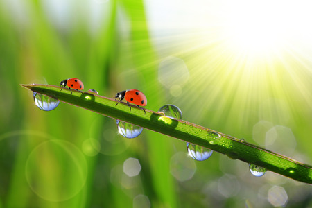 fresh morning dew and ladybirds