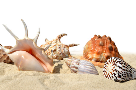 Shells on the sand on white background