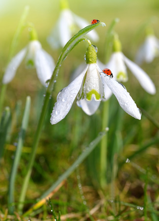 closeup snowdrops with ladybirdsの写真素材