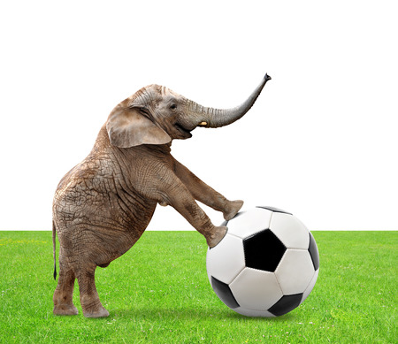 African elephant with soccer ballの写真素材