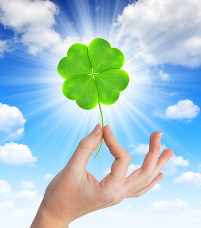 Green clover leaf in handの写真素材