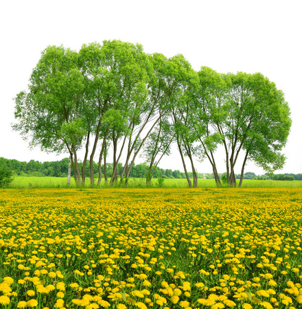 Trees on dandelion field isolated on white backgroundの写真素材