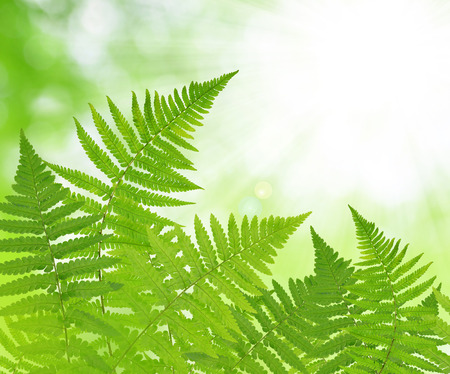 Fern leaf on green natural の写真素材