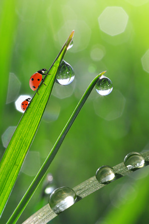 Fresh morning dew and ladybirds. Nature background.の写真素材