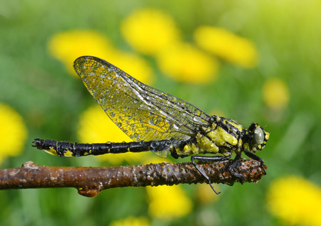 Dragonfly sitting on a twigの写真素材