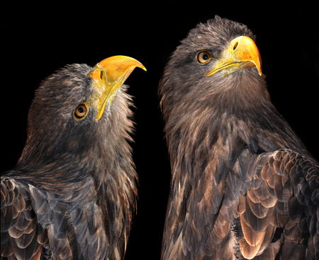 Sea eagles isolated on black backgroundの写真素材