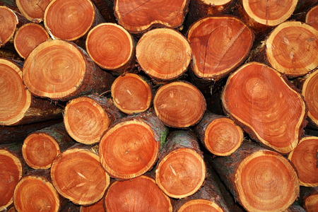 A pile of cut tree trunks
