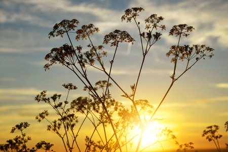 Flowers silhouette in the sunset. Nature background.