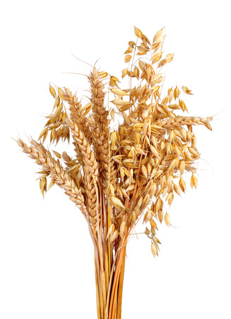 oats and wheat isolated on whiteの写真素材