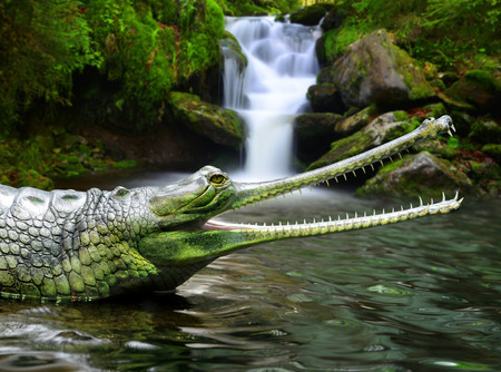 Gharial also known as the gavial and the fisheating crocodileの写真素材