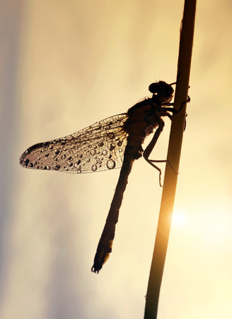 Drops of morning dew on a dragonfly at sunriseの写真素材