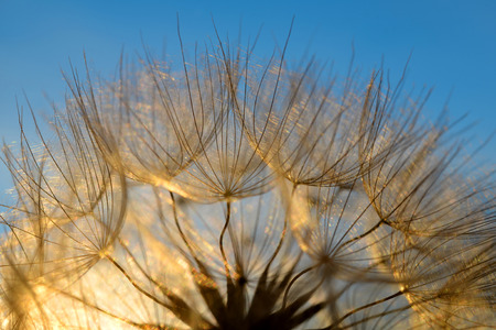 Dandelion flower at sunset. Beautiful nature details.の写真素材