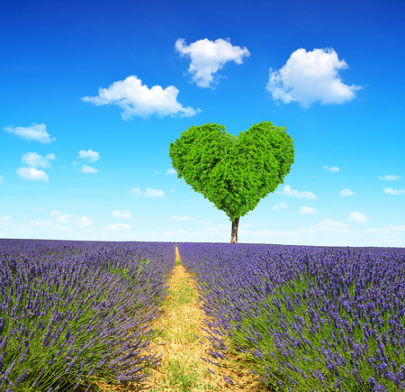 Lavender field with tree in the shape heartの写真素材