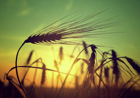 silhouette of a barley field in sunsetの写真素材