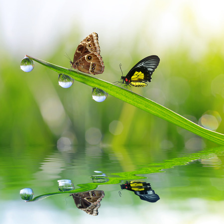 Fresh green grass with dew drops and butterflies. Natural background.