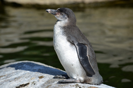 The Humboldt Penguin Spheniscus humboldtiの写真素材