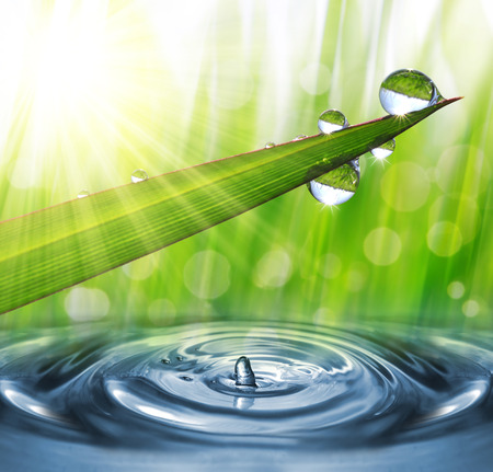 Fresh green grass with dew drops closeup. Nature Background Fresh green grass with dew drops closeup. Nature Background