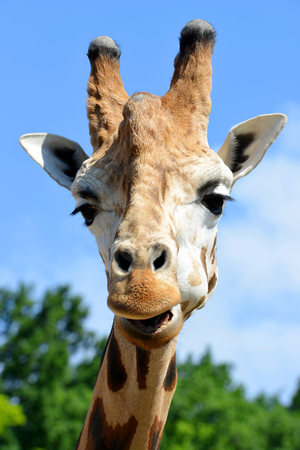 The head of the giraffeの写真素材
