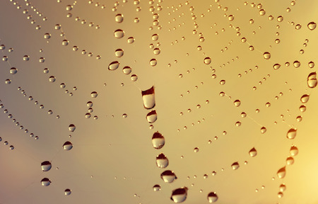 Close up of spider web with dew drops at sunrise