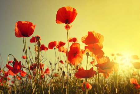 Field of red poppies in bright evening lightの写真素材