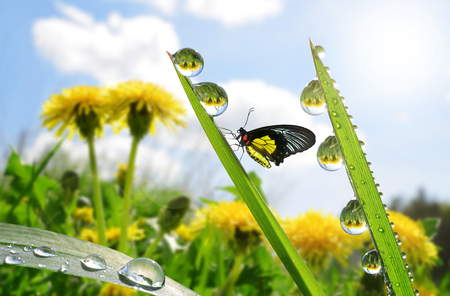 Fresh green grass with dew drops and butterfly closeup. Nature Backgroundの写真素材