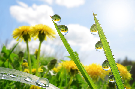 Fresh green grass with dew drop closeup. Nature Backgroundの写真素材