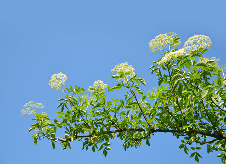 Blooming elderflower Sambucus nigraの写真素材